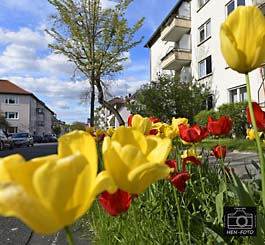 Tulpenpracht zur Freude der Anwohner in der Beckstraße als Frühlingsgruß ( © HEN-FOTO Galerie )