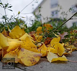 Die Natur bietet auch im Herbst tolle Farben ! ( © HEN-FOTO )